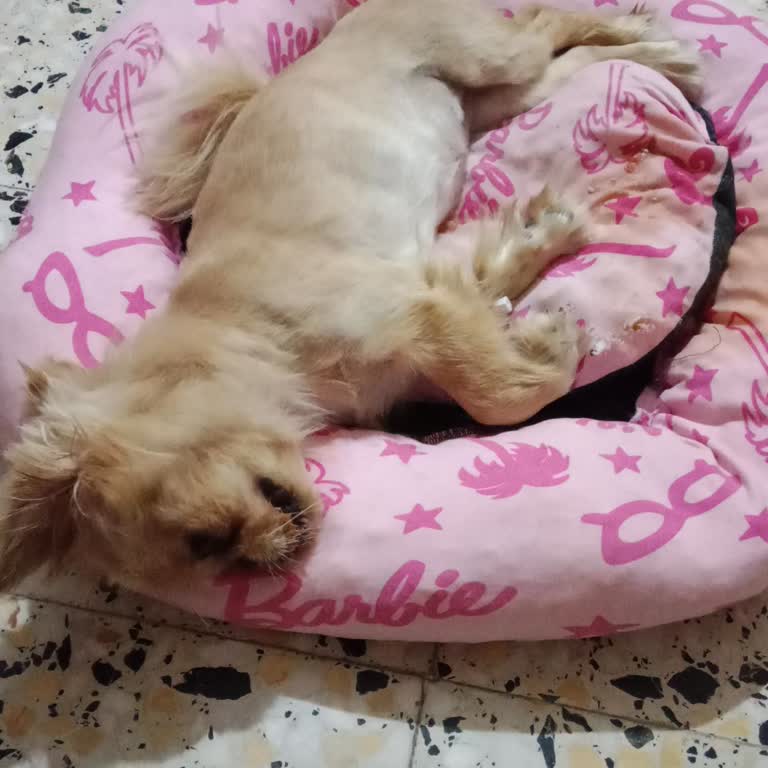 Okyanus Veteriner Kliniği Başka Canlar Ölmesin