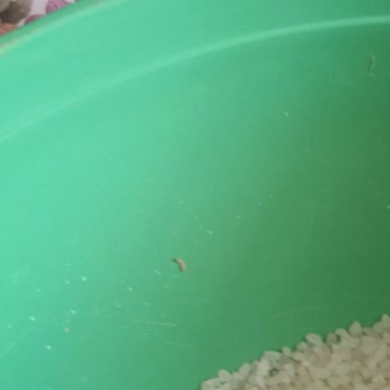 Carrefour Kurtlu Reis Pirinçleri