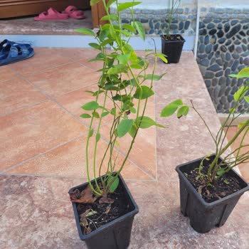 Alz Garden Yaban Mersini Fidesi Yanıltmacası!