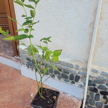 Alz Garden Yaban Mersini Fidesi Yanıltmacası!