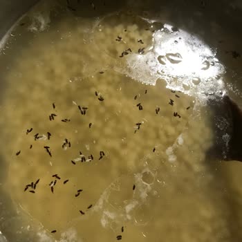 Piyale Artık Bir İncelensin Yeter!