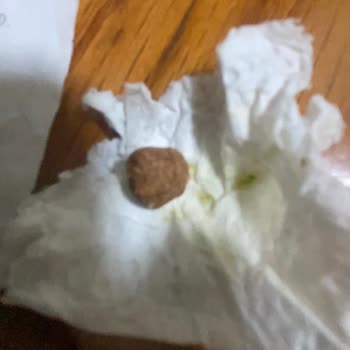 Sultan Pastanesi Fıstıklı Baklavada Taş Şoku!