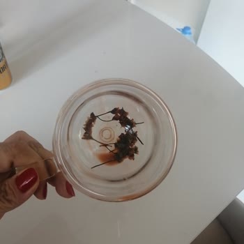 Kupa Dünyam Eli X Stor Alınan Bardakların Kötülüğü