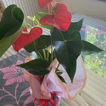 Çiçek Sepeti Eksik Ürün Gönderilmesi