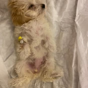 Hayvanlar Alemi Pet Shop Kötü Bakım Nedeniyle Köpeğimizin Kaybı