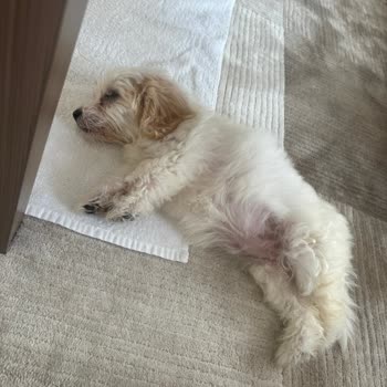 Hayvanlar Alemi Pet Shop Kötü Bakım Nedeniyle Köpeğimizin Kaybı