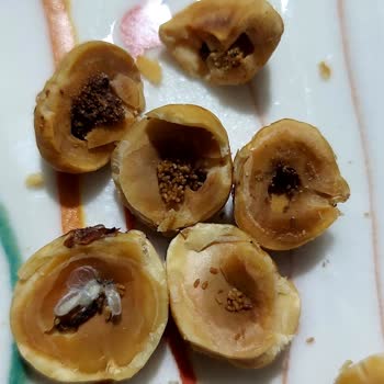 Babaoğlan Kuruyemiş Bozulmuş Ve Bayat Çerez Satıyor