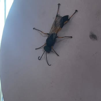 Club Pınara Otel Kemer Tekirova Tatilköyü Fiyasko