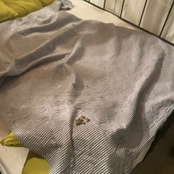 Etstur Sattığı Fare Dışkılı Odası