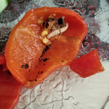 Tat Gıda Tat Közlenmiş Biber Tırtıl Çıkması