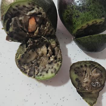 Migros Hemen Bozuk Meyve