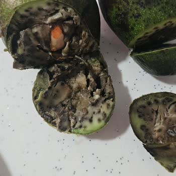 Migros Hemen Bozuk Meyve