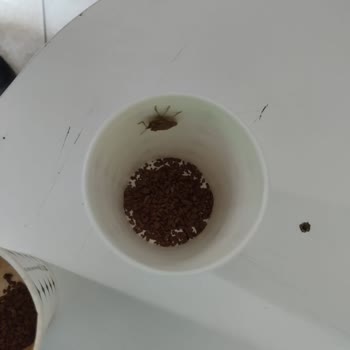 Nestle Nescafe Gold 600gr İçerisinden Böcek Çıkması