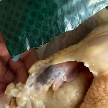 Bolez Piliç Bolez Köylüm Boyunlu Piliç