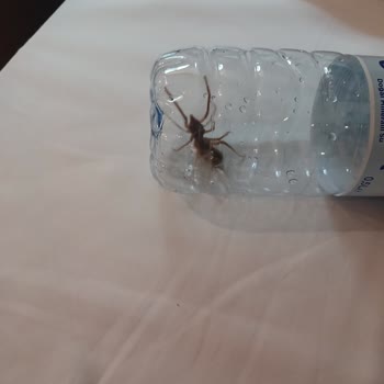 Armada Grannos Thermal Konaklama Deneyiminde Böcek Sorunu