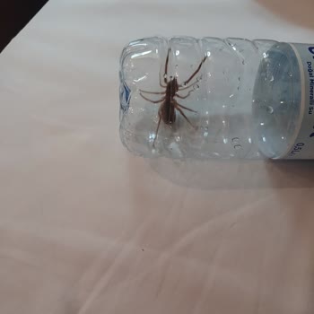 Armada Grannos Thermal Konaklama Deneyiminde Böcek Sorunu