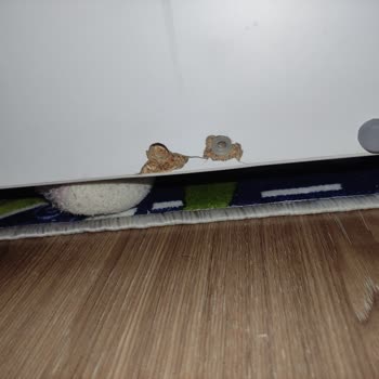 Türkiyem Nakliyat Tehdit İçerikli Konuşma