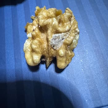 Kara Hisar Pastaneleri Kurtlu Kurabiye