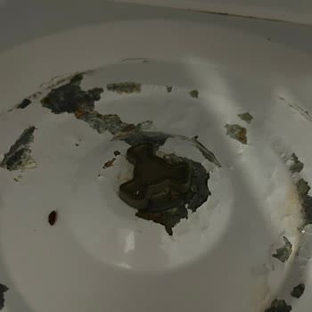 Bosch Mikrodalga Fırın Şikayeti