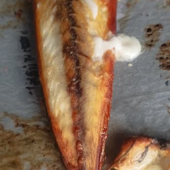 Balık Dünyası Balık Dünyasi Bozuk Balık Sorunsalı!