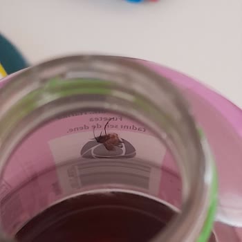 Fuse Tea İçecekte Böcek Şoku: Sağlığımız Tehlikede