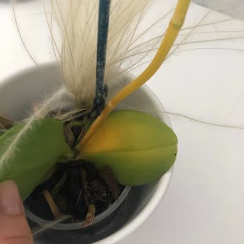 İstanbul Çiçeklerinden Aldığım Çiçek Bir Haftaya Kalmadan Öldü