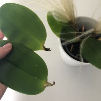 İstanbul Çiçeklerinden Aldığım Çiçek Bir Haftaya Kalmadan Öldü