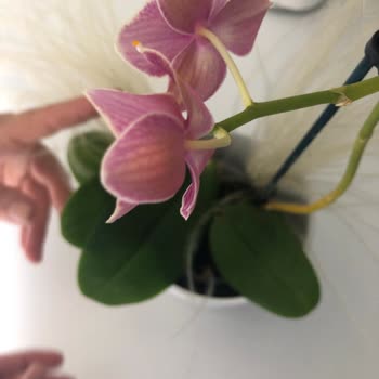 İstanbul Çiçeklerinden Aldığım Çiçek Bir Haftaya Kalmadan Öldü