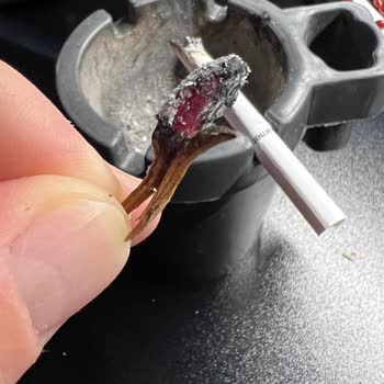 Parliament İnden Ağaç Çıkıyor