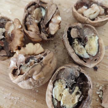 Migros'tan Aldığımız Ceviz Kurtlu Çıktı.