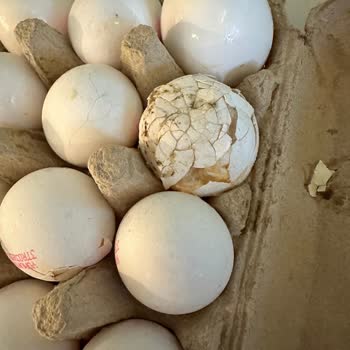 Getirden Bozulmuş Yumurta