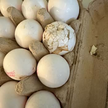 Getirden Bozulmuş Yumurta