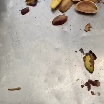 Hacı Asım Bey (Gaziantep) Kurtlu Fıstık Satılıyor!