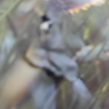 PttAVM Kedi Maması Siparişimde Paketin Yırtık Gelmesi