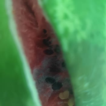 Şok Net Şok Marketten Bozuk Ürün