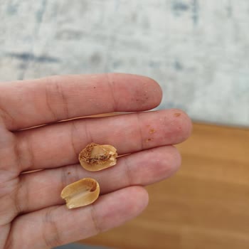 Göral Kuruyemiş'ten Aldığım Tuzsuz Yer Fıstıkları Kurtlu Çıktı