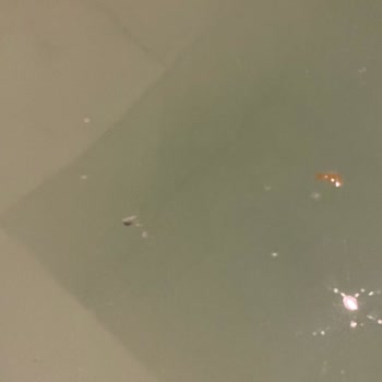 Kahramankazan Termal Hamam VIP Hamam Deneyiminde Beklenmedik Sorunlar