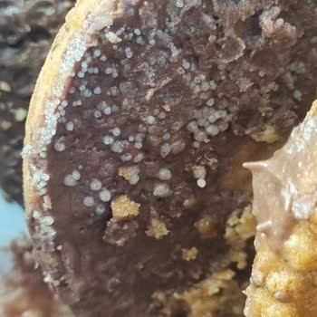Eti Gıda Şok Marketten Aldığımız Eti Sultani Bisküvi Küflü Çıktı