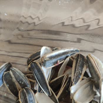 Amigo Çekirdek Kurt Çıktı