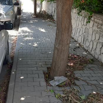 Aydın Büyükşehir Belediyesi Efeler İlçesi Çevre Kirliliği Şikayeti