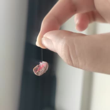 Patiswiss Drajenin İçinden Kıl Çıktı