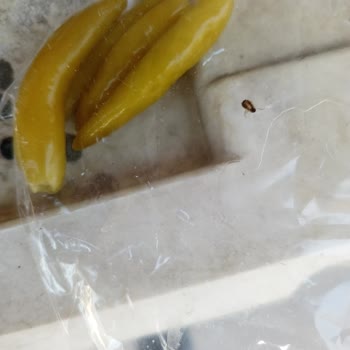 Malatya Merkez Donas Dürüm Şikayet