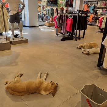 Adidas Başıboş Sokak Köpekleri