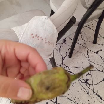 Getir Yemek Siparişim