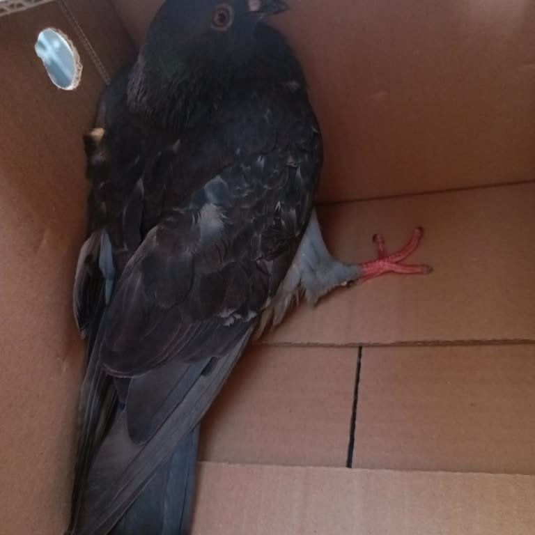 Tarım ve Orman Bakanlığı Sokakta Bulunan Güvercin