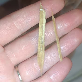 Tarım Kredi Kooperatif Market Tarım Kooperatifi Çikolata Dolgulu Gevrek