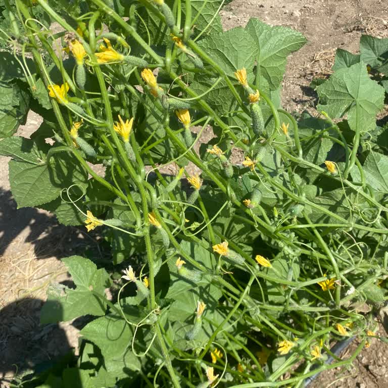 Penguen Gıda Üretici Parasını Alamıyor