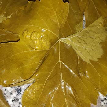 Koy_mahsulleri (Instagram) Hayal Kırıklığı: Kalitesiz Ürün Ve Kötü Hizmet