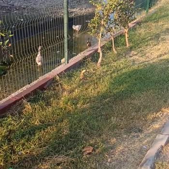 Kemer Belediyesi Park Bahçe Sulama Başlıkları Onarımı