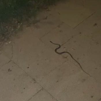 ETS Tur-Wyndham Perili Datça'da Kötü Müşteri Hizmet/Karınca İstilası